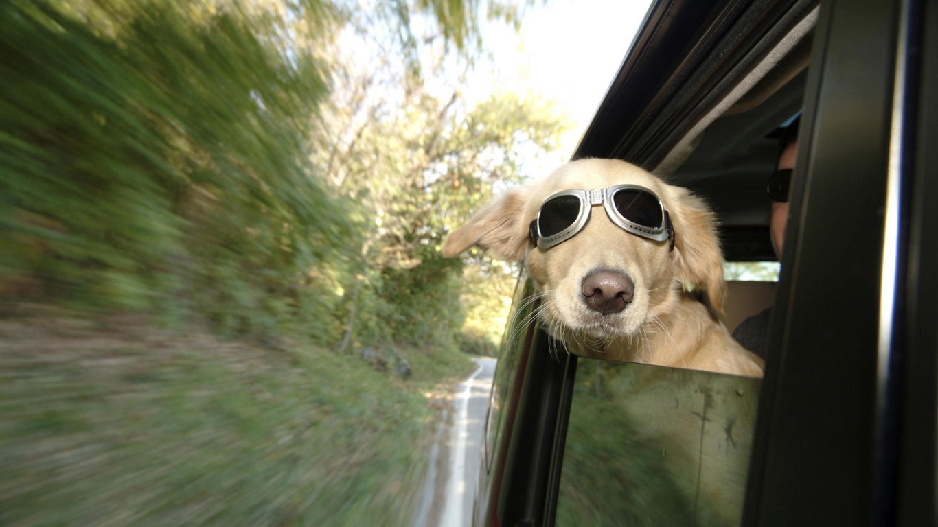 Cachorro de fotos HD fondos de escritorio (10) #7 - 1366x768