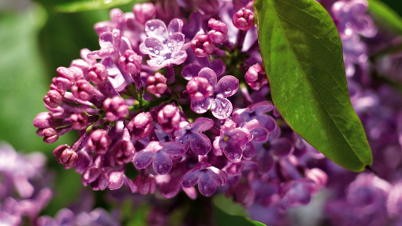 Widescreen wallpaper flowers close-up (3) #1 - 1366x768