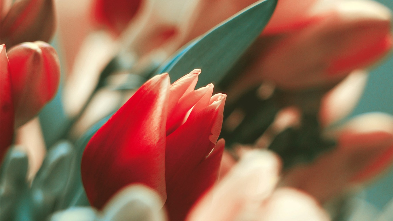 Širokoúhlý tapety květiny close-up (3) #2 - 1366x768