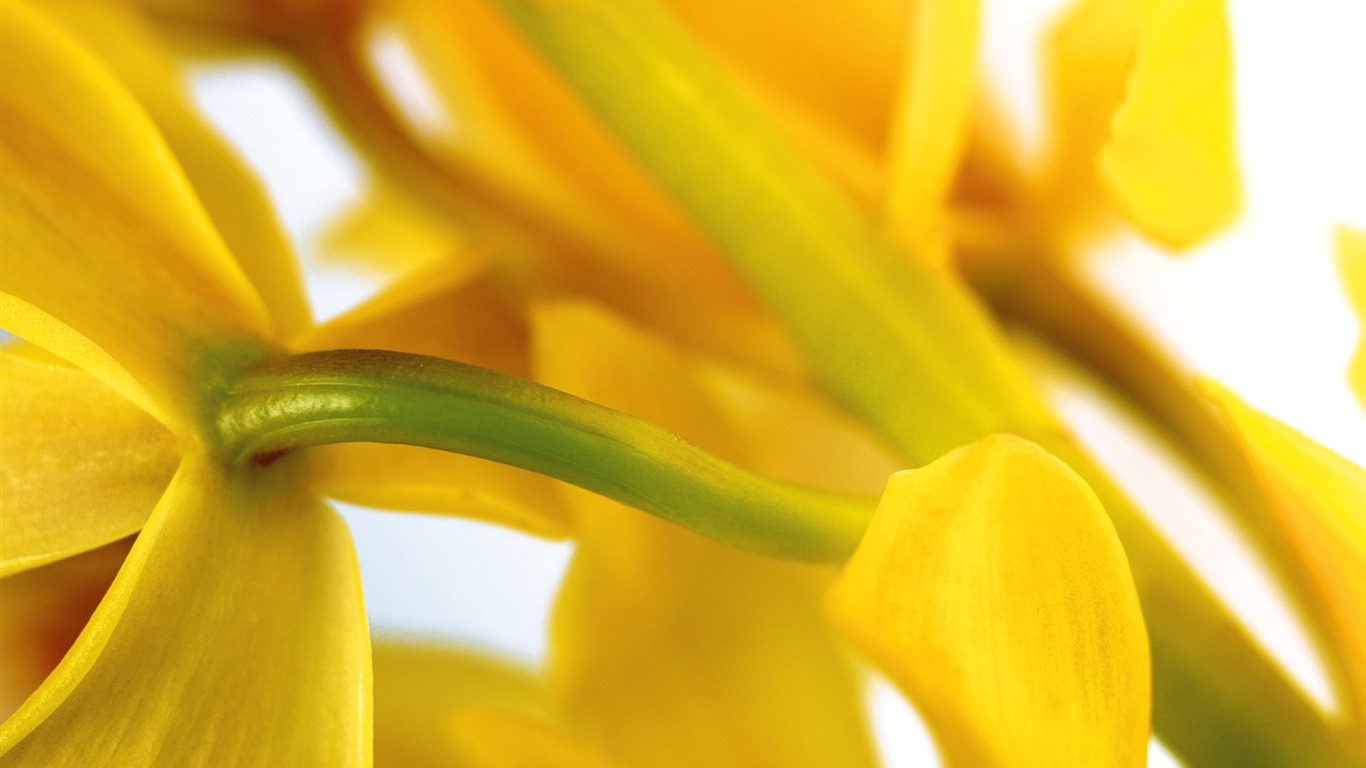 fleurs fond d'écran Widescreen close-up (3) #3 - 1366x768