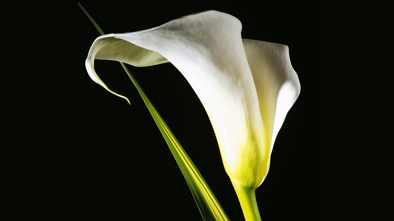 fleurs fond d'écran Widescreen close-up (3) #4 - 1366x768
