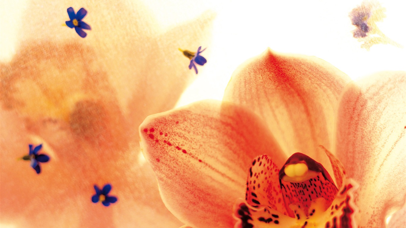 Širokoúhlý tapety květiny close-up (3) #5 - 1366x768