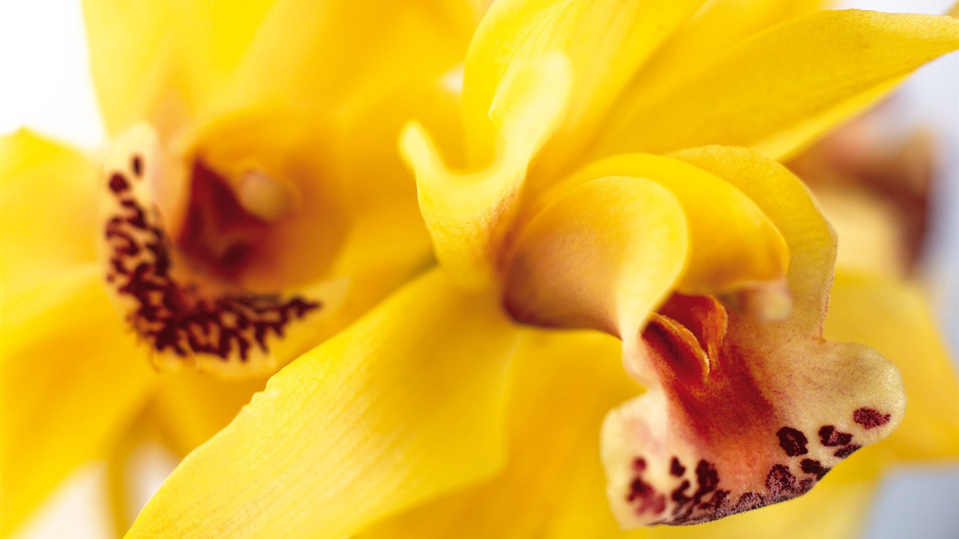 fleurs fond d'écran Widescreen close-up (3) #7 - 1366x768