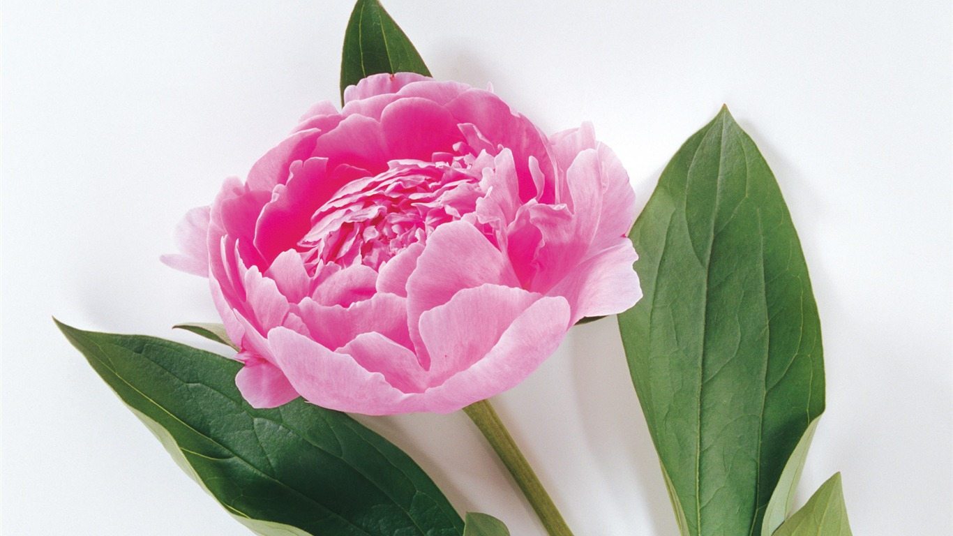 寬屏鮮花特寫 壁紙(三) #10 - 1366x768