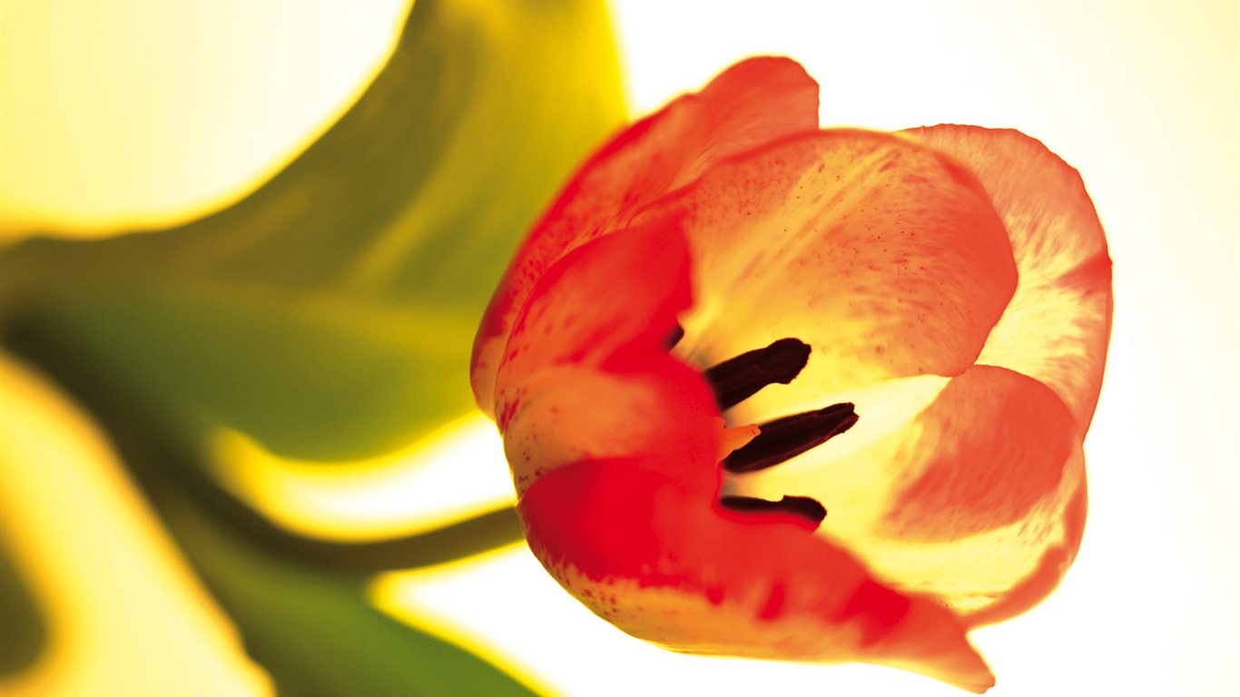 fleurs fond d'écran Widescreen close-up (3) #12 - 1366x768