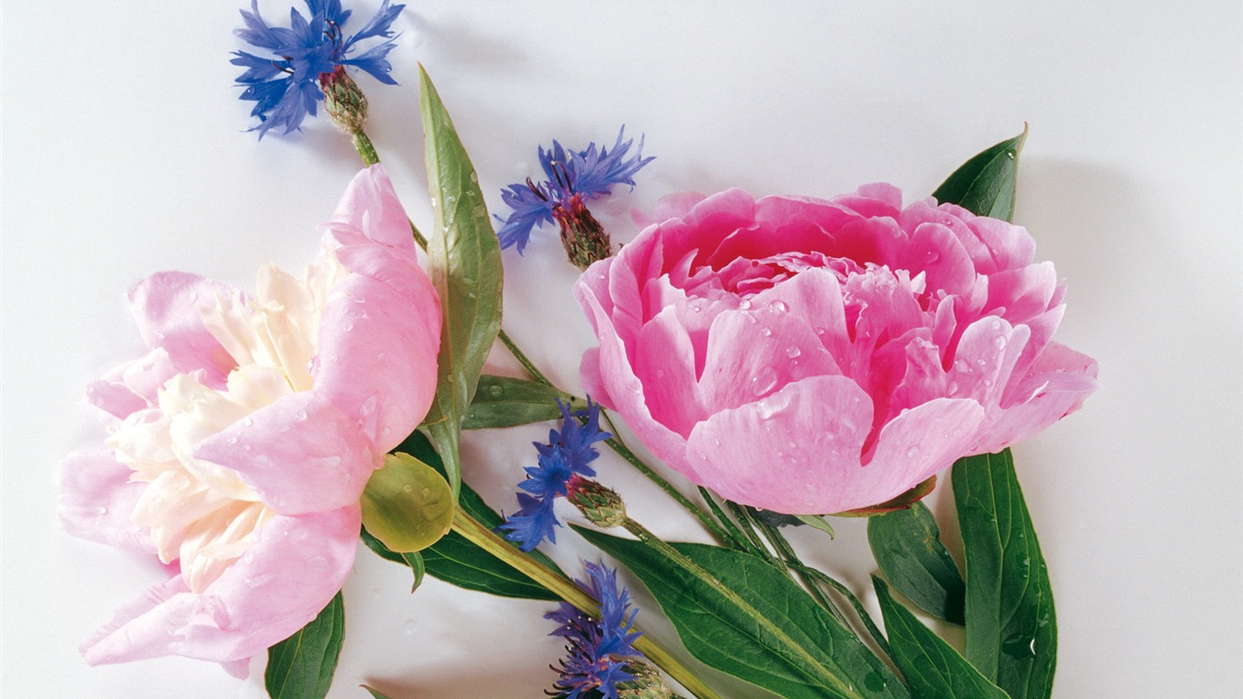 Widescreen wallpaper flowers close-up (3) #13 - 1366x768