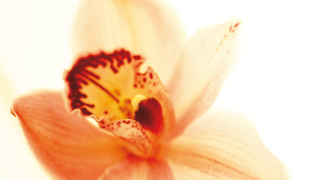 Širokoúhlý tapety květiny close-up (3) #14 - 1366x768