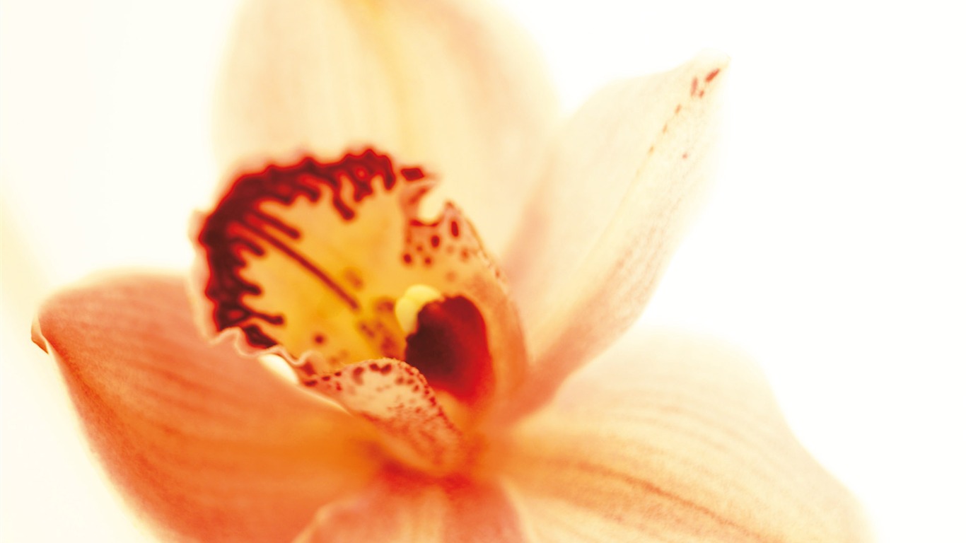 Widescreen wallpaper flowers close-up (3) #14 - 1366x768