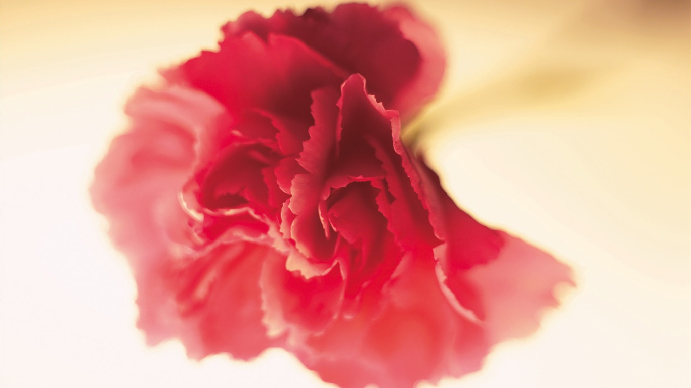 Širokoúhlý tapety květiny close-up (3) #17 - 1366x768