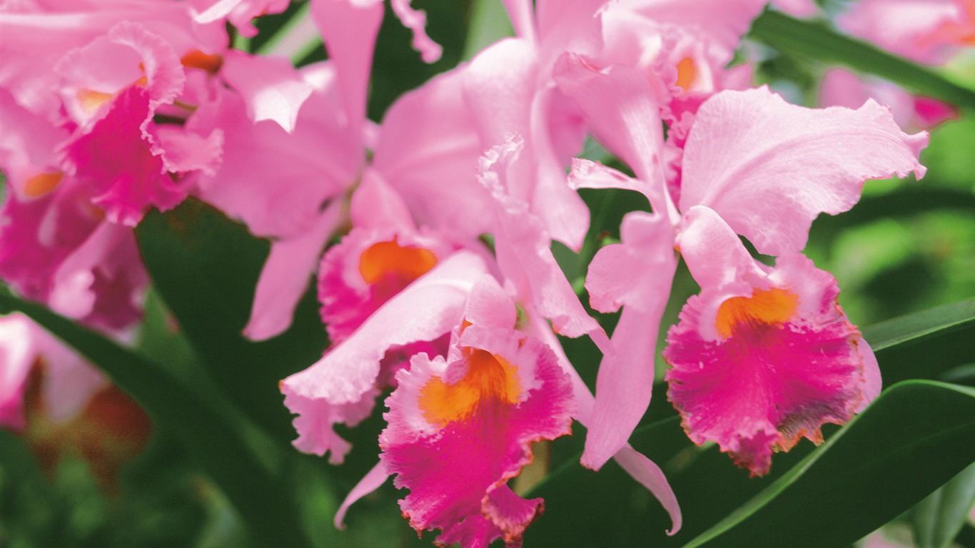 寬屏鮮花特寫 壁紙(三) #18 - 1366x768