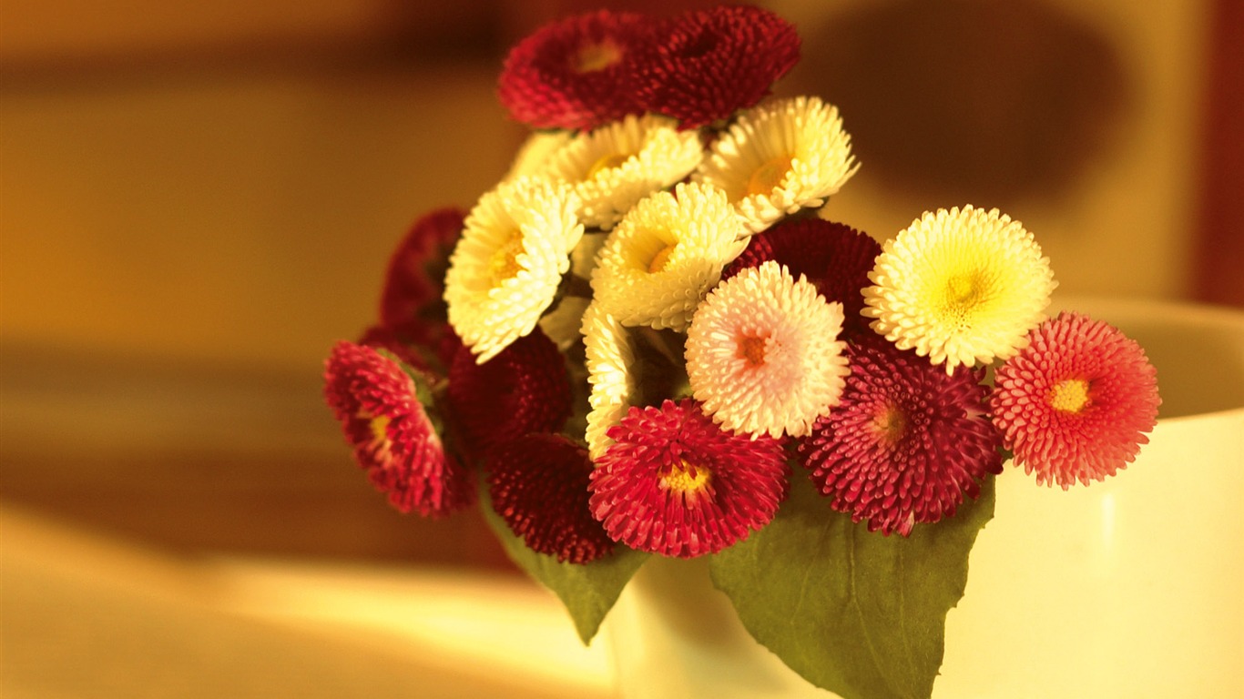 Širokoúhlý tapety květiny close-up (3) #19 - 1366x768