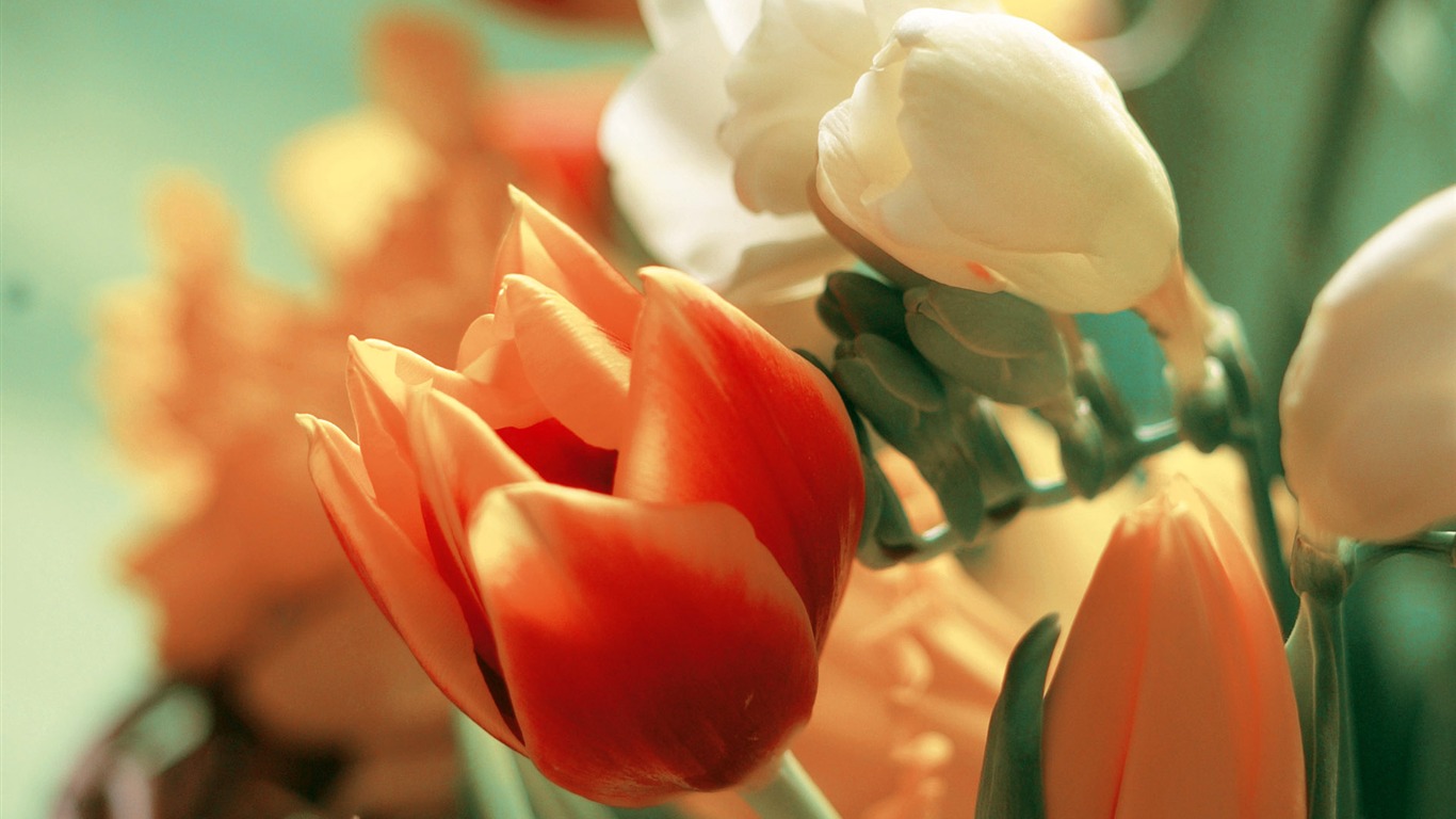 Širokoúhlý tapety květiny close-up (3) #20 - 1366x768