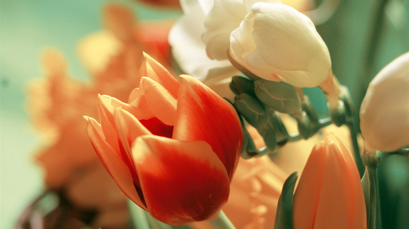 fleurs fond d'écran Widescreen close-up (3) #20 - 1366x768