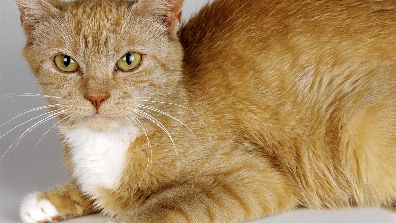 1600 Cat Photo Wallpaper (10) #2 - 1366x768