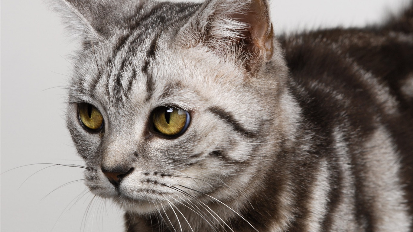1600 Cat Photo Wallpaper (10) #12 - 1366x768