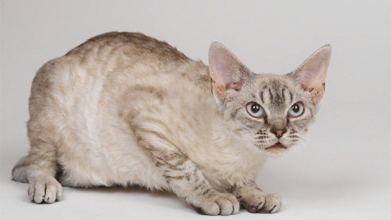 1600 Cat Foto Tapety (10) #19 - 1366x768