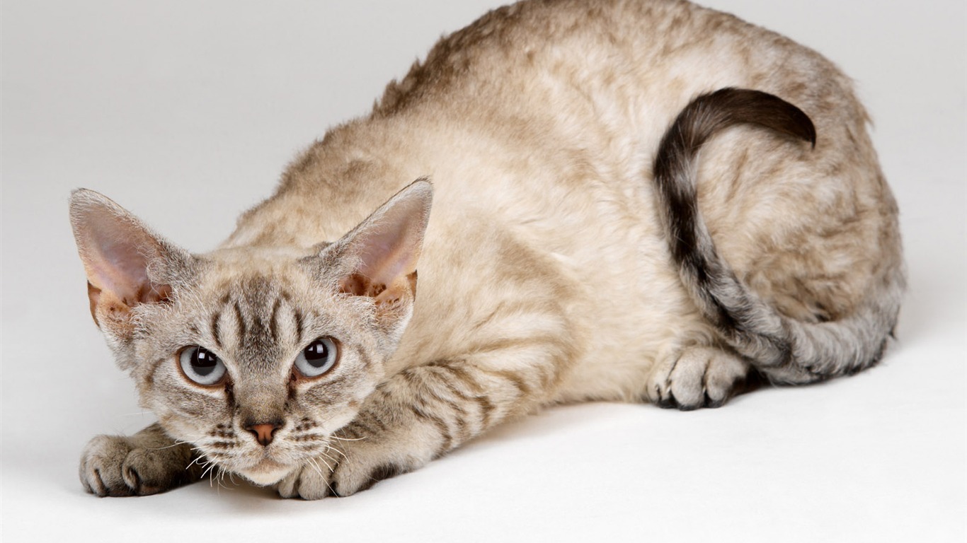 1600 Cat Foto Tapety (10) #20 - 1366x768