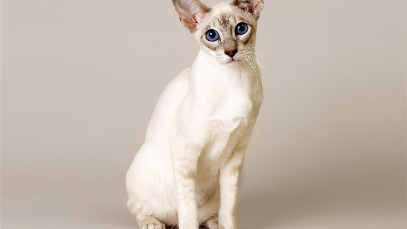 1600 Cat Foto Tapety (11) #5 - 1366x768