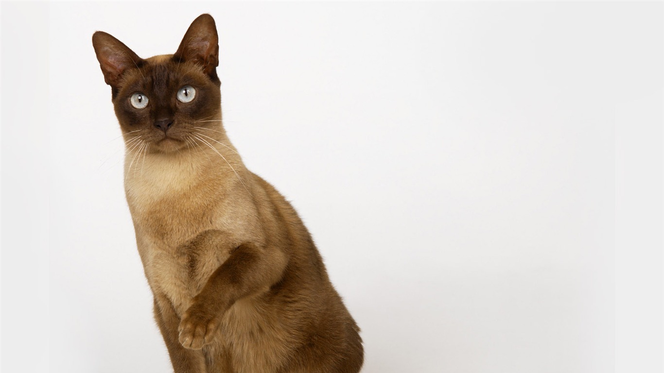 1600 Cat Photo Wallpaper (11) #8 - 1366x768