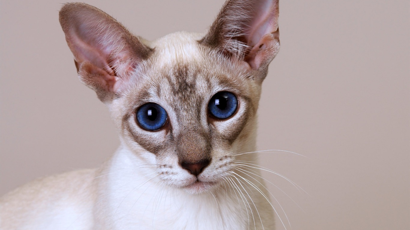 1600 Cat Photo Wallpaper (11) #11 - 1366x768