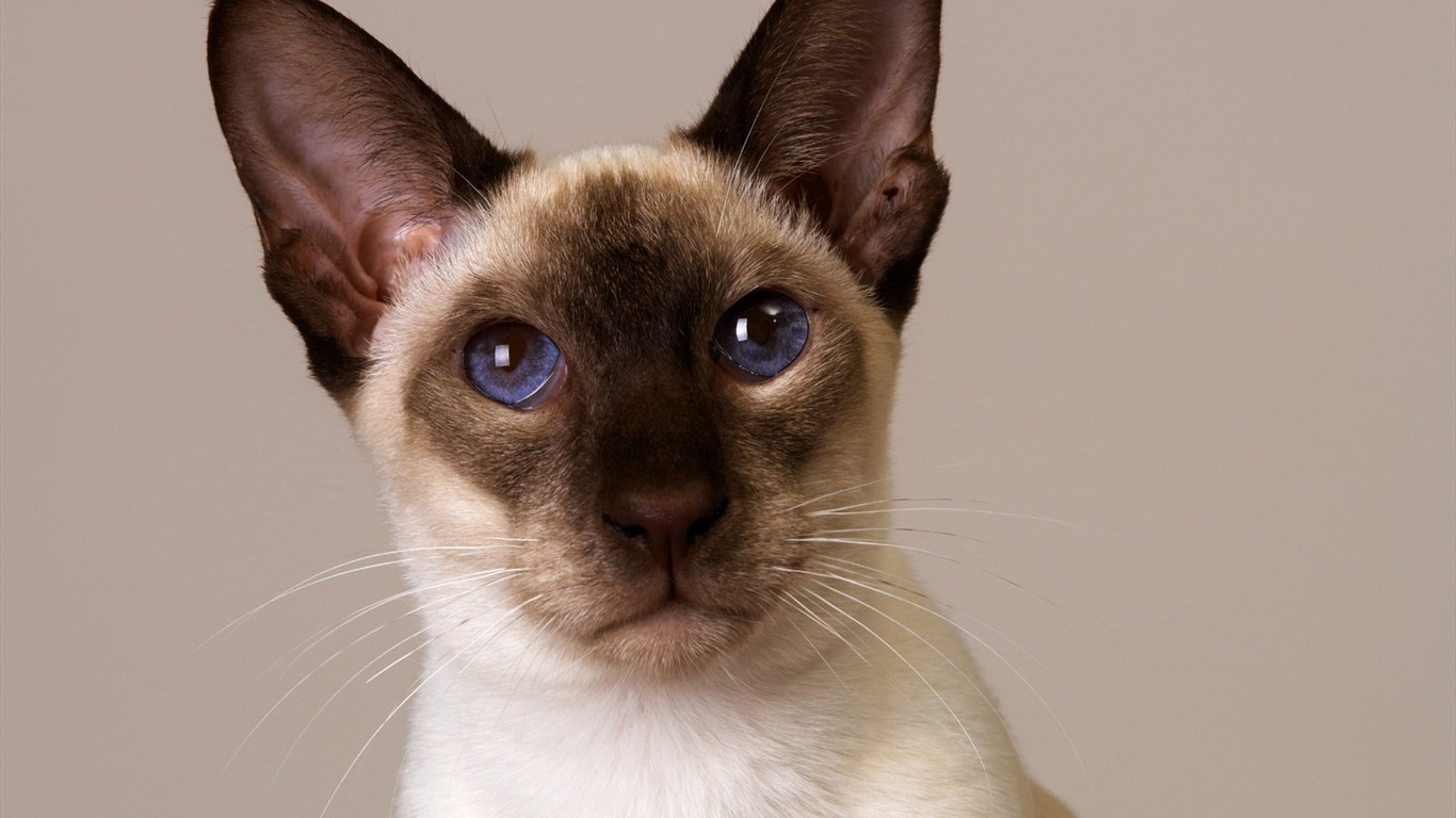1600 Cat Photo Wallpaper (11) #12 - 1366x768