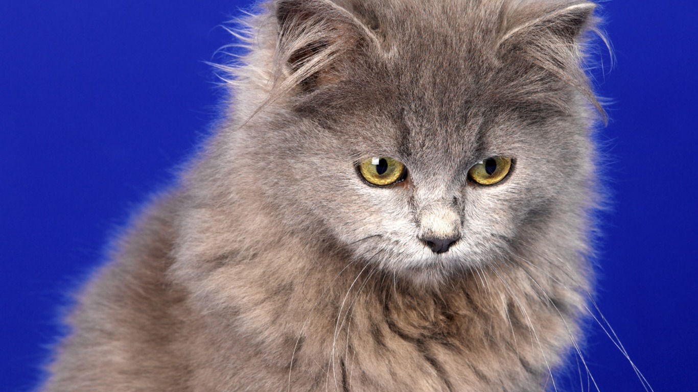 1600 Cat Foto Tapety (11) #17 - 1366x768