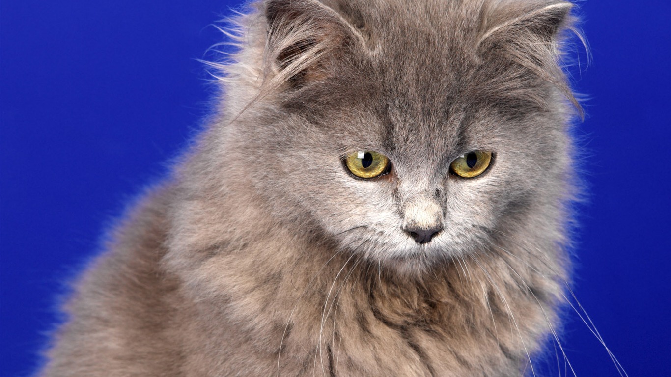 1600 Cat Photo Wallpaper (11) #17 - 1366x768