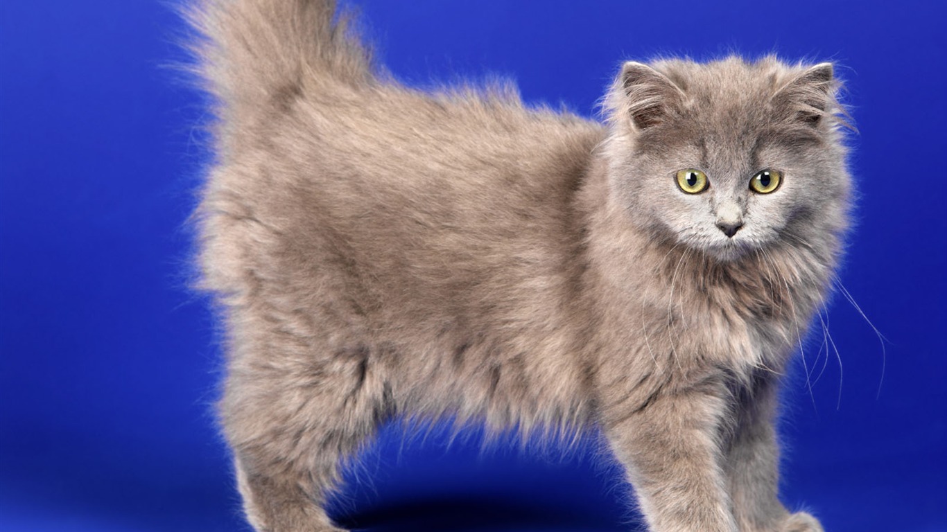 1600 Cat Foto Tapety (11) #18 - 1366x768
