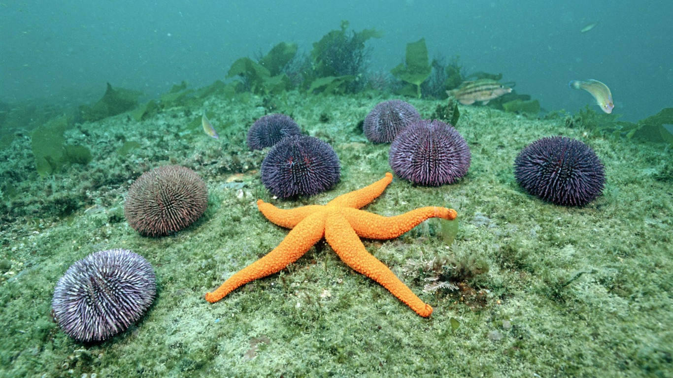 zvířat širokoúhlý Tapety Kolekce (6) #12 - 1366x768