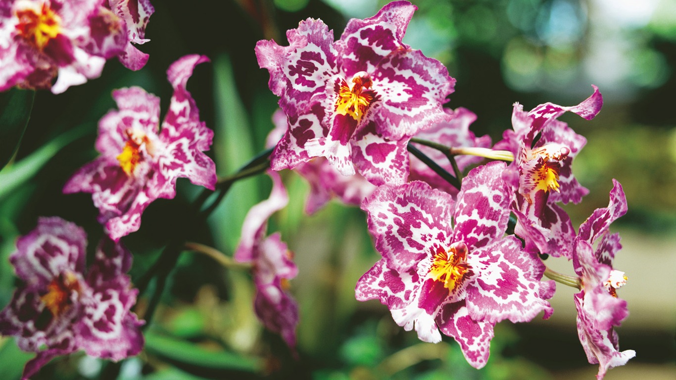 Widescreen wallpaper flowers close-up (4) #4 - 1366x768