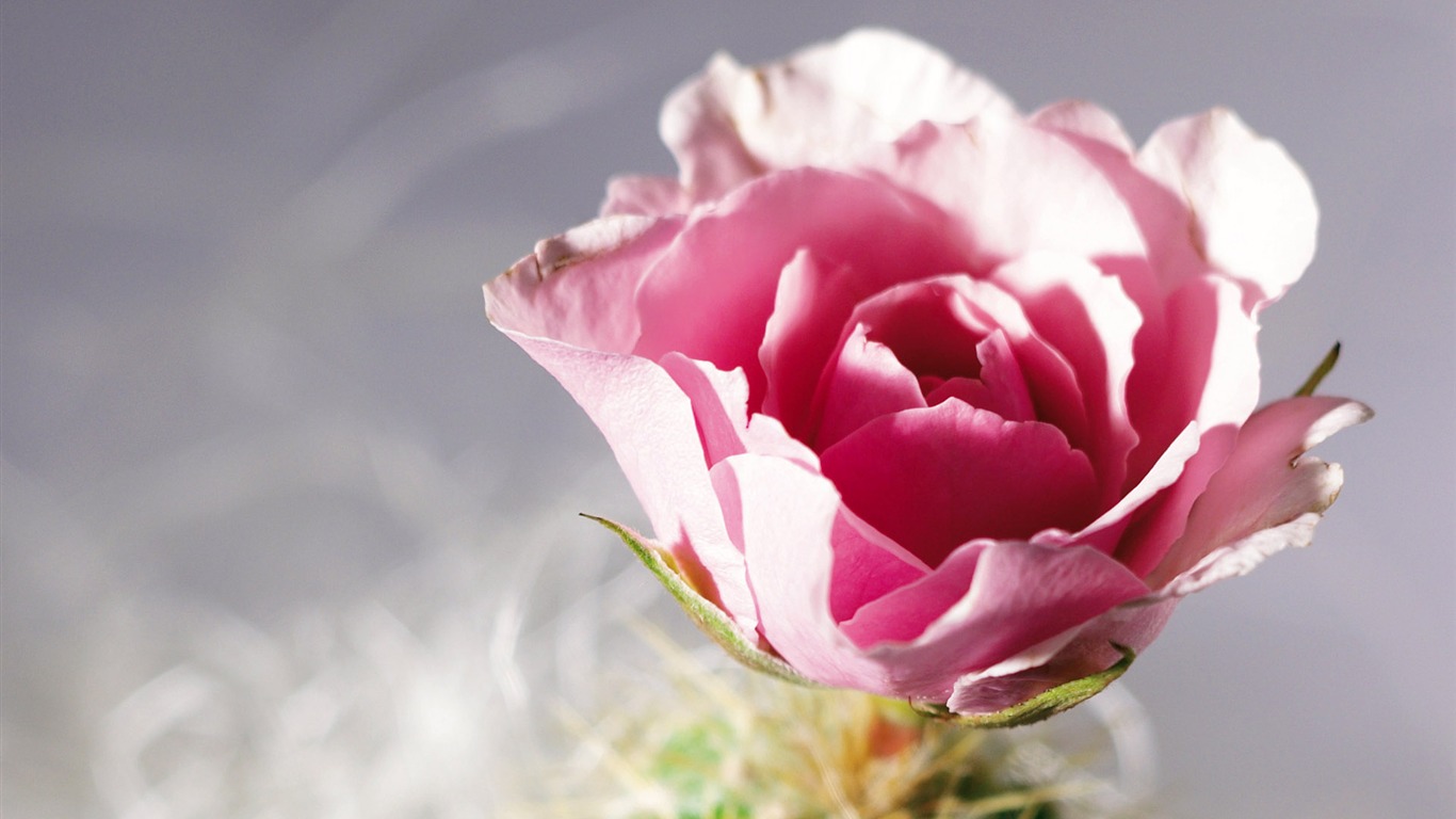 Widescreen wallpaper flowers close-up (4) #11 - 1366x768
