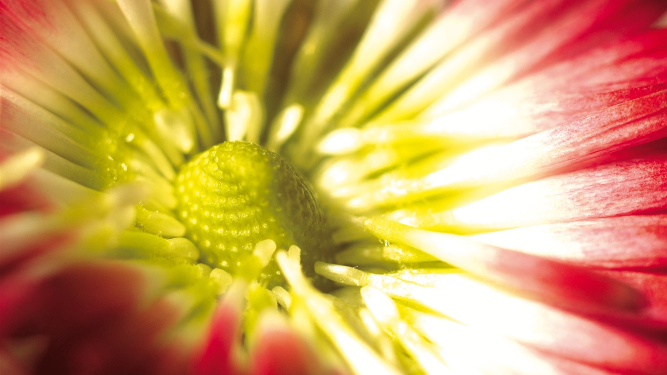 宽屏鲜花特写 壁纸(四)16 - 1366x768