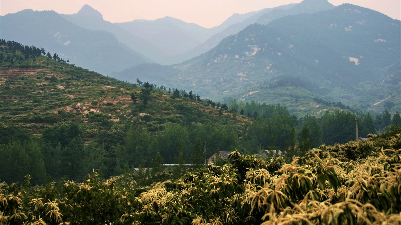 Mountain Song birthplace (Minghu Metasequoia works) #2 - 1366x768