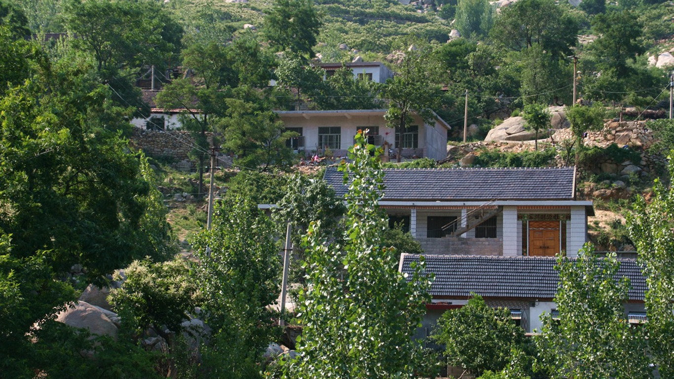 Mountain Song birthplace (Minghu Metasequoia works) #13 - 1366x768