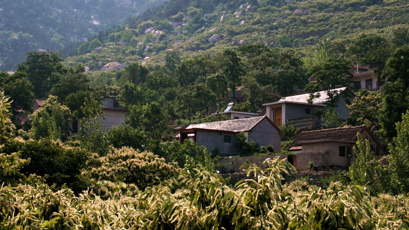 Mountain Song birthplace (Minghu Metasequoia works) #14 - 1366x768