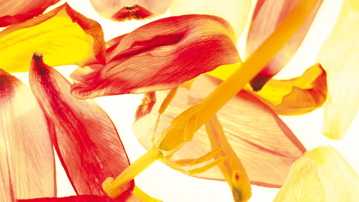 Widescreen wallpaper flowers close-up (5) #1 - 1366x768