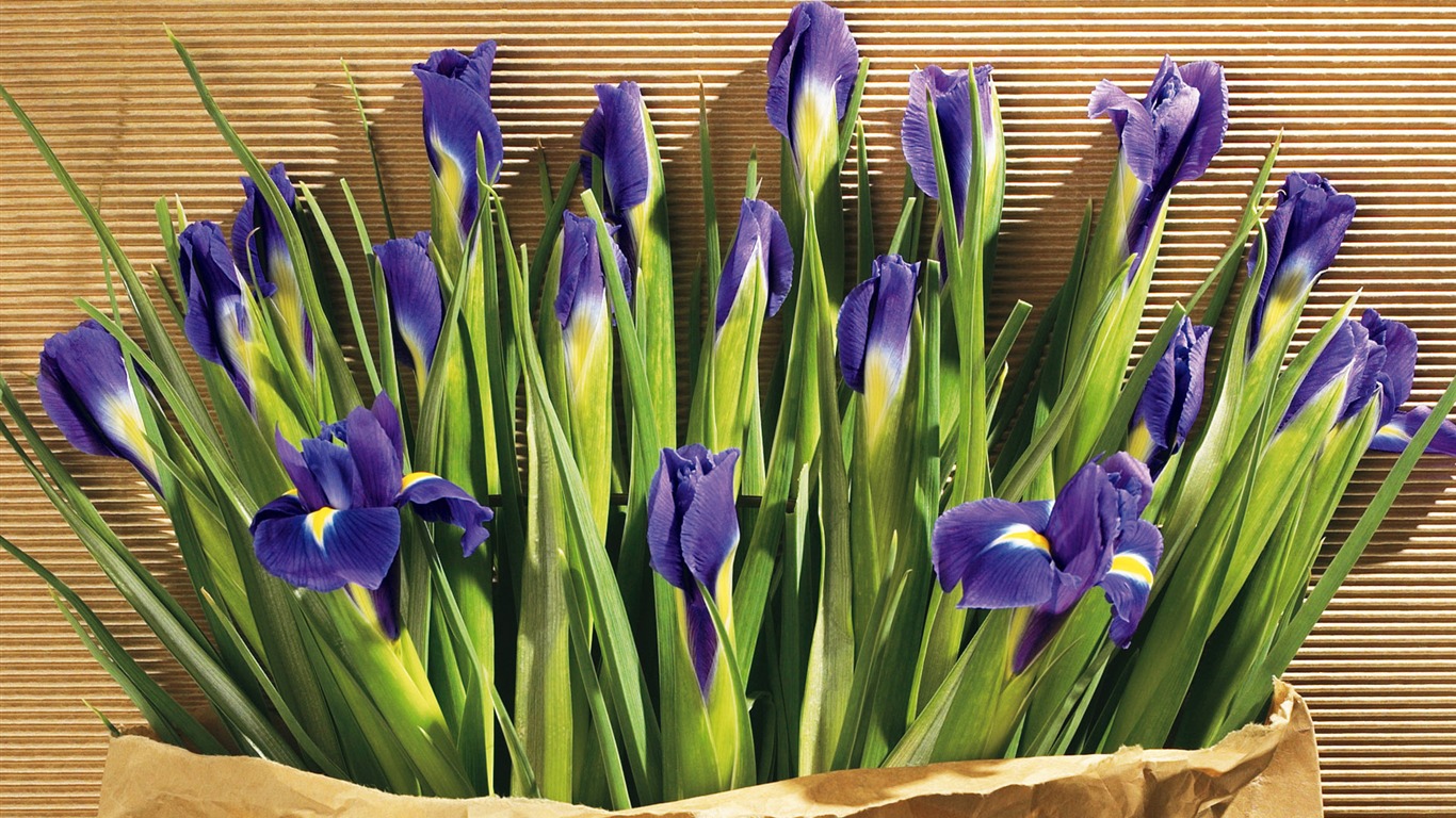 fondos de escritorio de flores con pantalla ancha de cerca (5) #3 - 1366x768