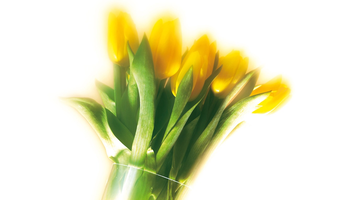fondos de escritorio de flores con pantalla ancha de cerca (5) #7 - 1366x768