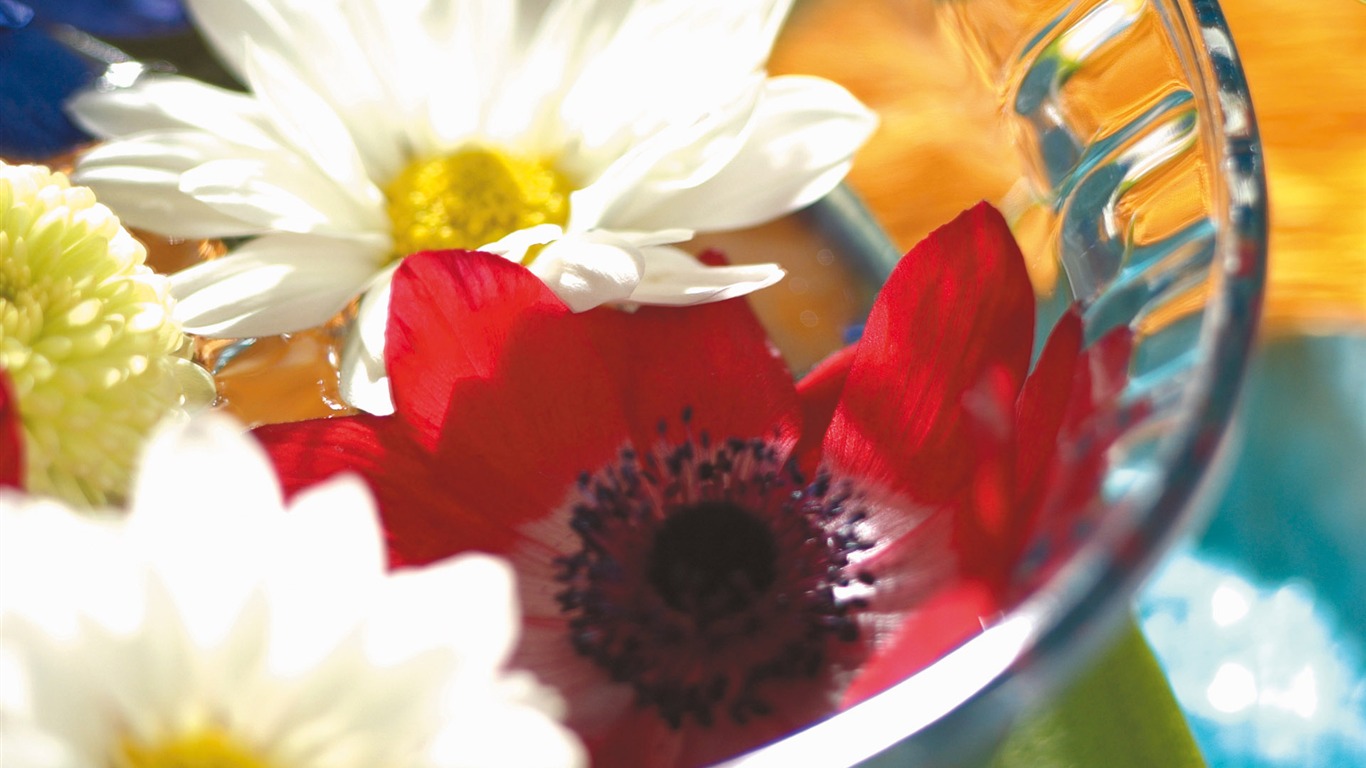 Widescreen wallpaper flowers close-up (5) #10 - 1366x768