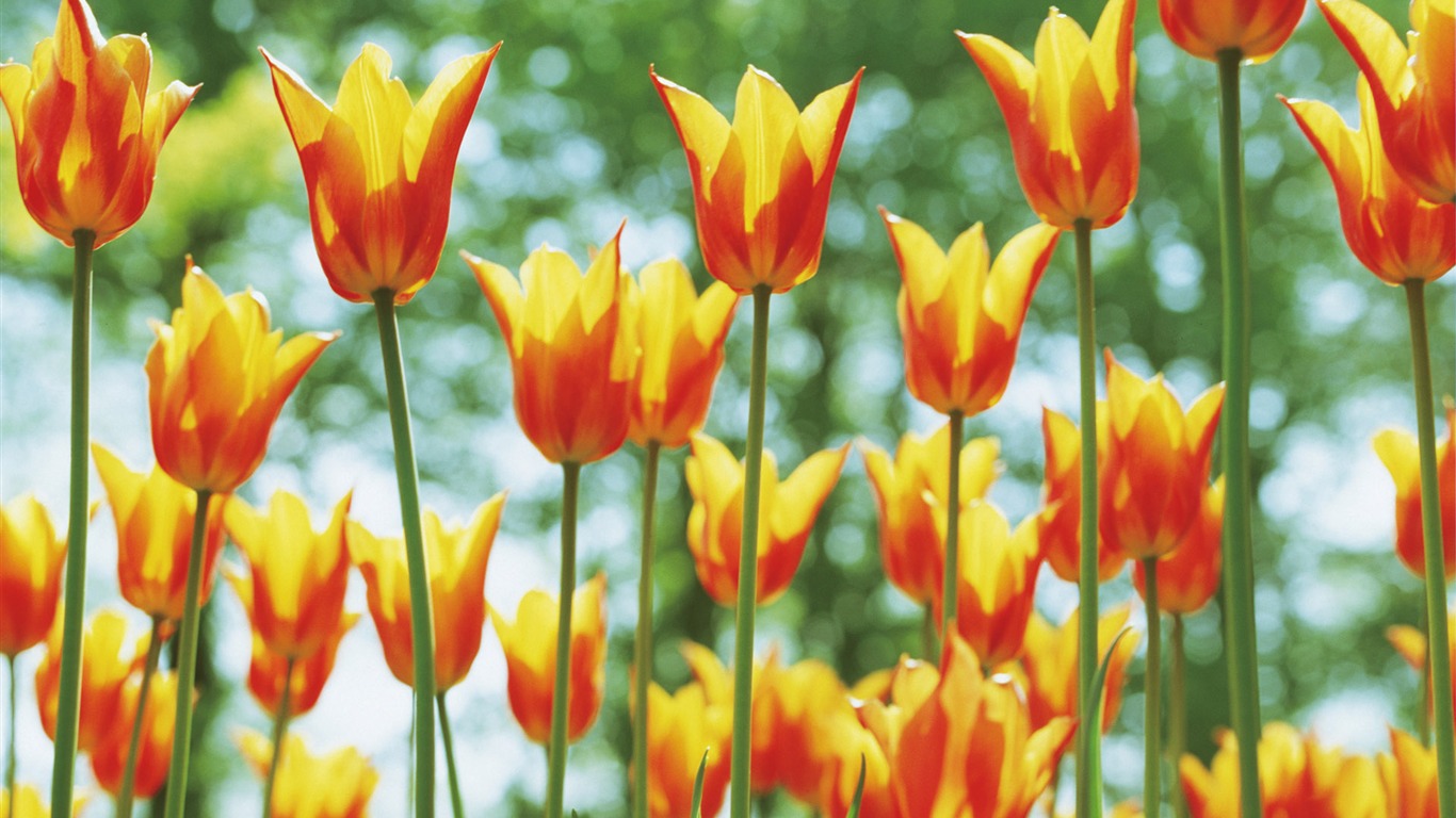 Widescreen wallpaper flowers close-up (5) #14 - 1366x768