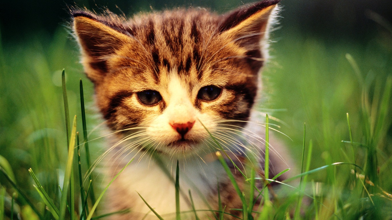 1920 Cat Photo Wallpaper (1) #1 - 1366x768