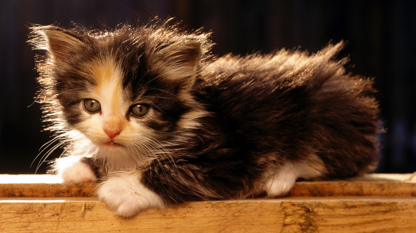 1920 Cat Foto Tapety (1) #2 - 1366x768