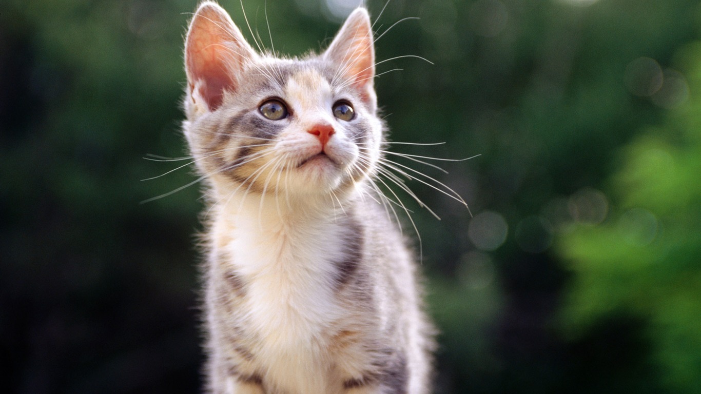 1920 Cat Photo Wallpaper (1) #4 - 1366x768