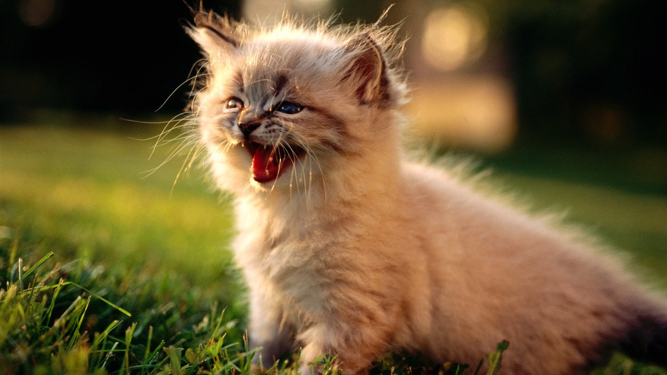 1920 Cat Photo Wallpaper (1) #6 - 1366x768