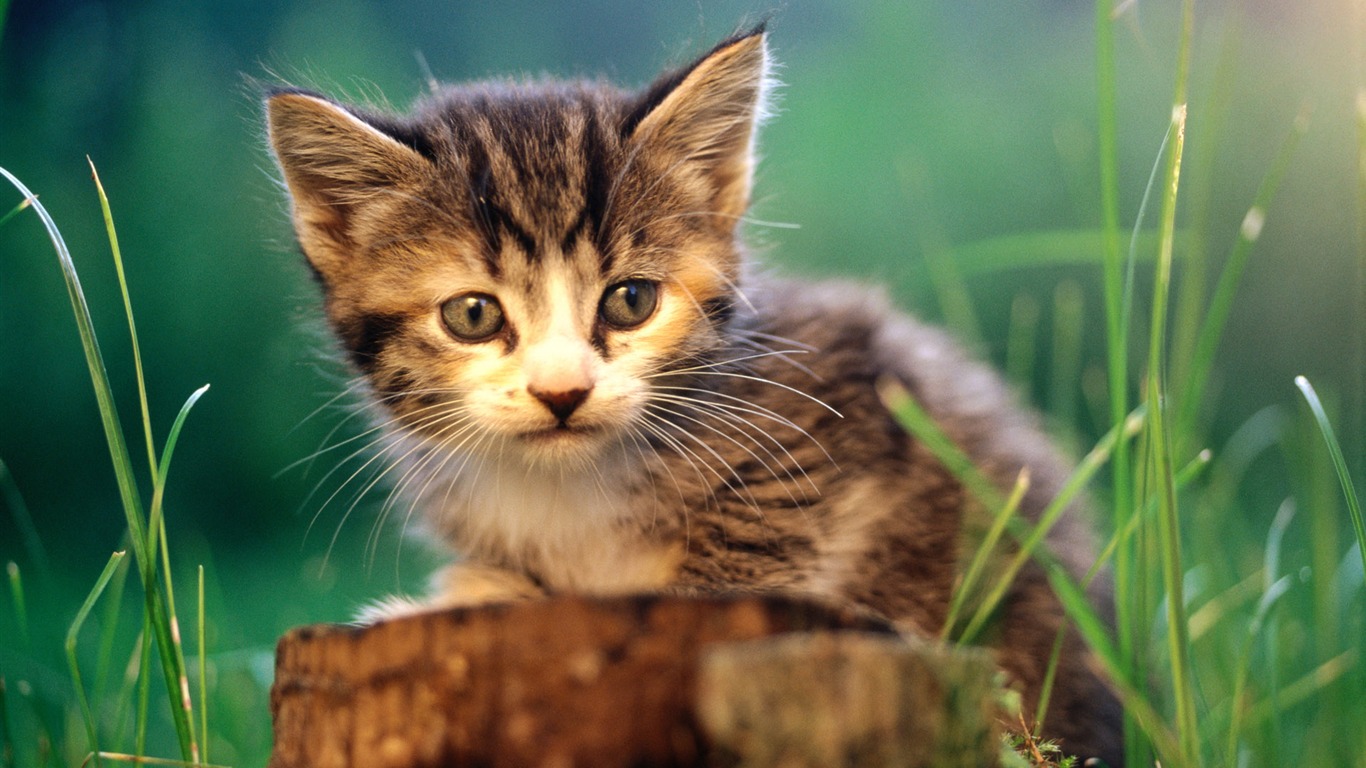 1920 Cat Foto Tapety (1) #9 - 1366x768