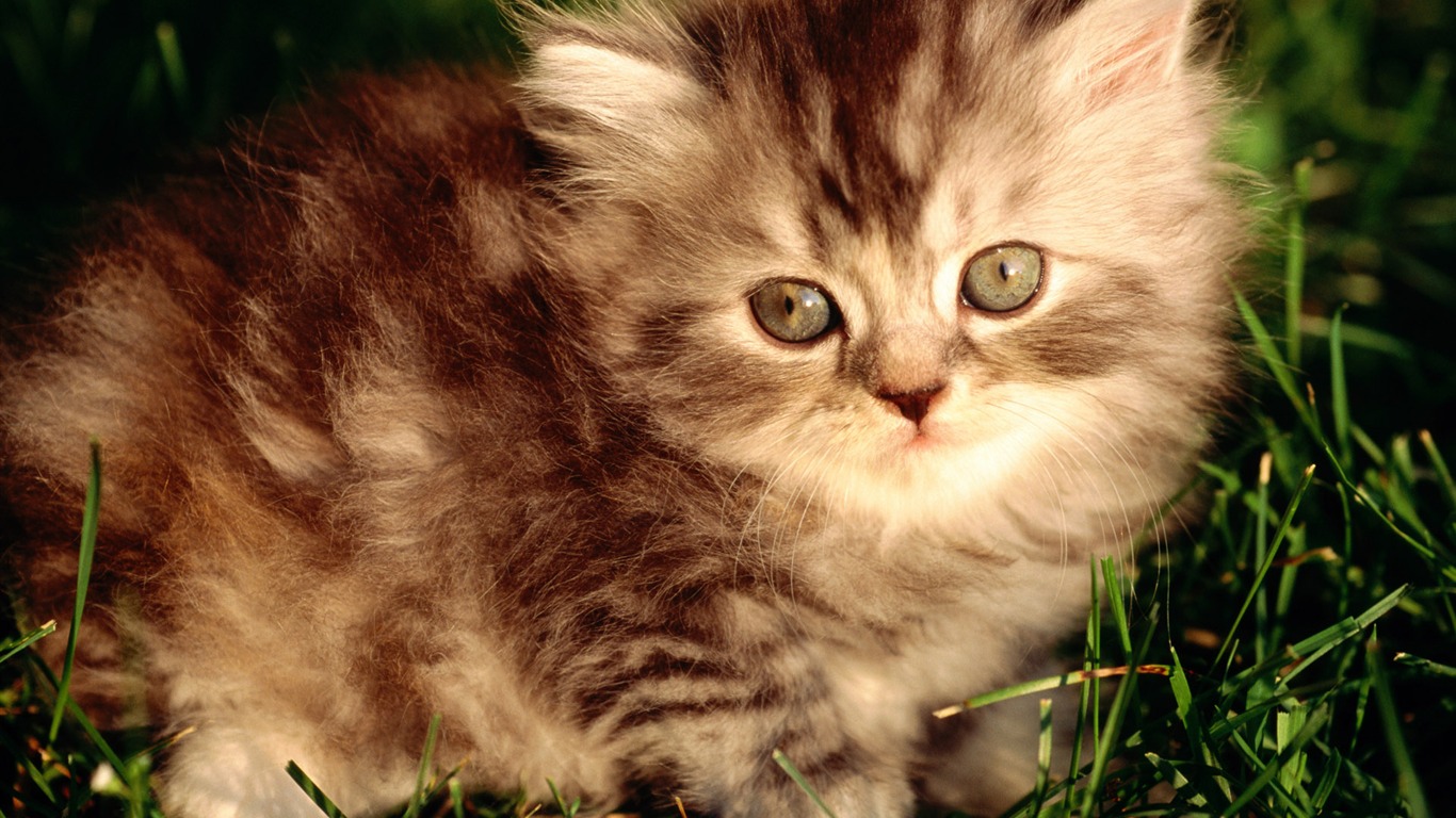 1920 Cat Photo Wallpaper (1) #11 - 1366x768