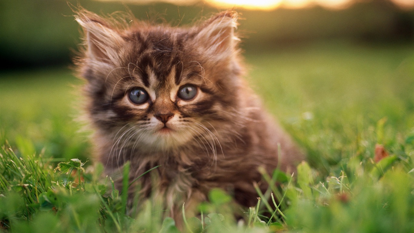 1920 Cat Foto Tapety (1) #19 - 1366x768
