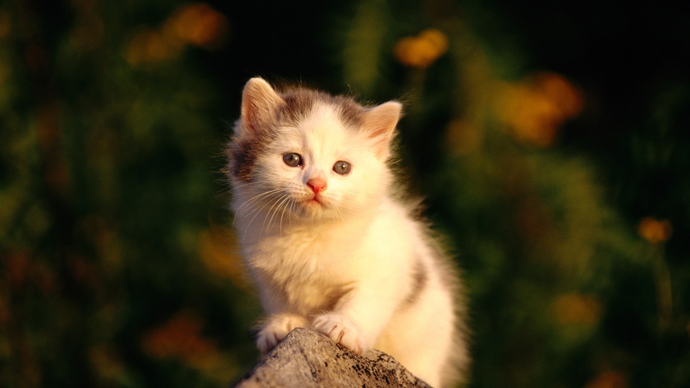 1920 Cat Foto Tapety (2) #3 - 1366x768