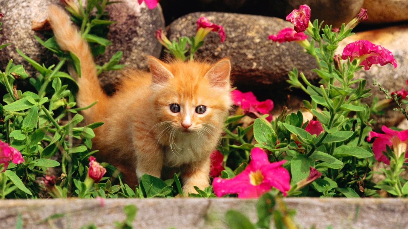 1920 Cat Photo Wallpaper (2) #10 - 1366x768