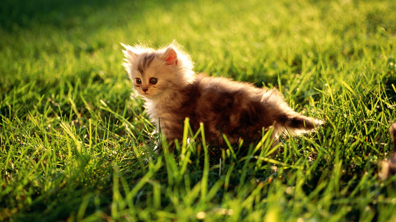 1920 Cat Photo Wallpaper (2) #11 - 1366x768